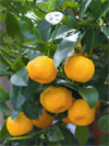 Citrus_madurensis_fruits_sur_arbre