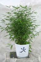 bambou-Fargesia-nitida-pot zen