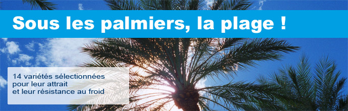 Palmiers résistants